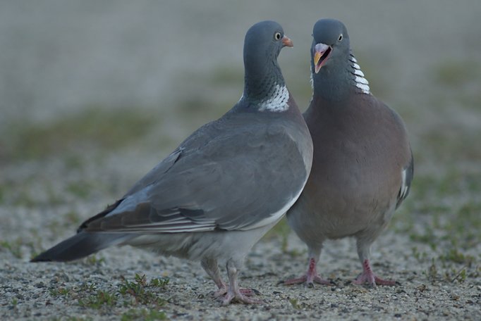 ©piclease/Rüdiger Kaminski