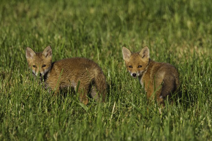 Wildtiermanagement: Biologie